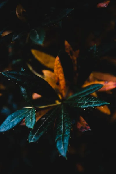 Vertical Shot Weed Leaves Dark — стоковое фото