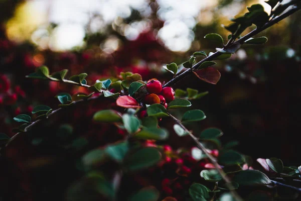 Close Shot Cotoneaster Branch Blurred Background — стоковое фото