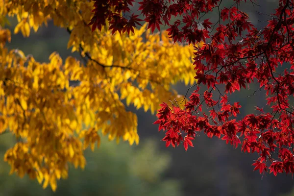 Een Selectief Focusshot Van Herfstboomtakken Met Gele Rode Bladeren — Stockfoto