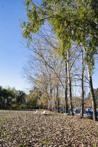 Een Verticaal Schot Van Bomen Het Park — Stockfoto