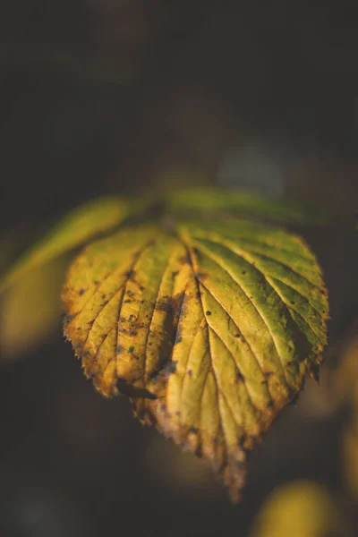 Closeup Shot Autumn Leaf Texture Bokeh Lights — Stock Photo, Image