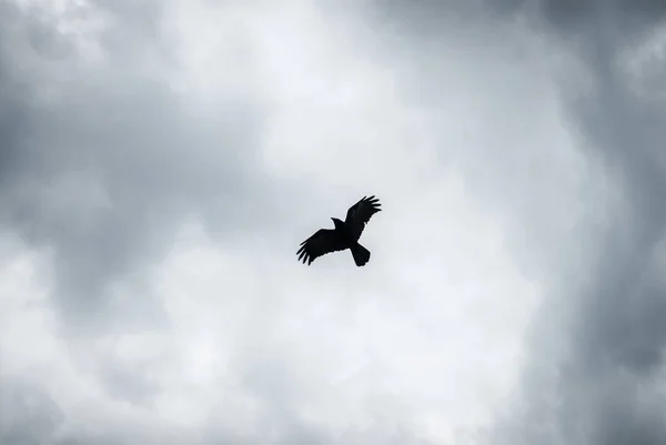 在灰蒙蒙的天空中 一只百灵鸟在空中飞舞 — 图库照片