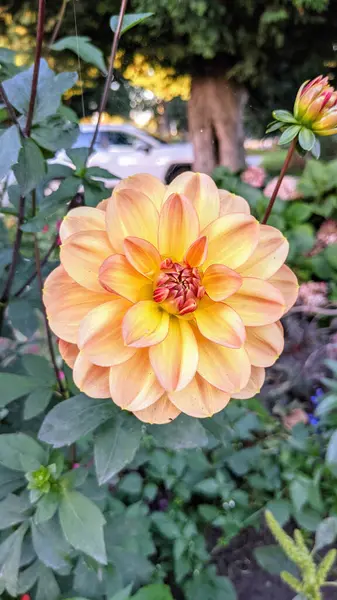 Eine Vertikale Aufnahme Einer Blühenden Orangen Dahlienblüte — Stockfoto