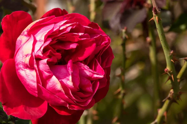 Delicada Rosa Colorida Aislada Jardín Con Espacio Para Copiar Fondo — Foto de Stock