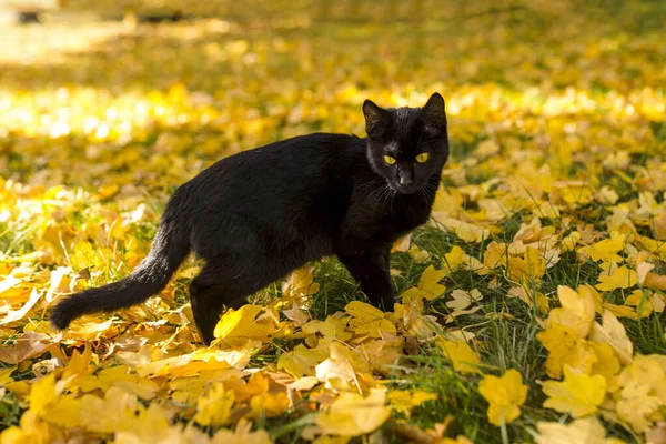 黄色の目をした黒い猫が黄色の落ち葉で草の上を歩いている — ストック写真
