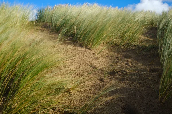 Het Gras Kustlijn Duinen Van Formby Strand Engeland Het Verenigd — Stockfoto