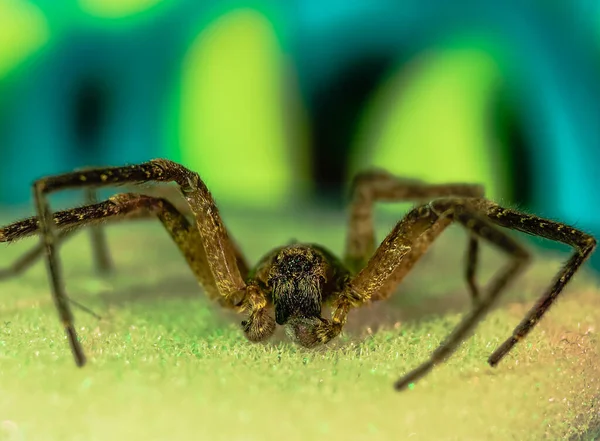 Μια Επιλεκτική Φωτογραφία Μιας Αράχνης — Φωτογραφία Αρχείου