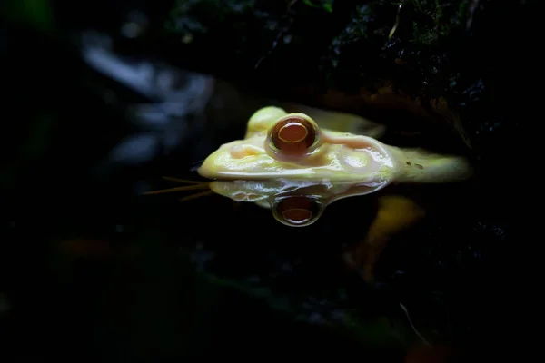 Nahaufnahme Eines Frosches Aquarium Mit Seiner Spiegelung Auf Dunklem Hintergrund — Stockfoto