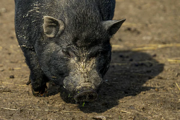 A closeup shot of a black pig foraging on a field