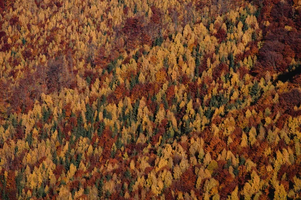 Μια Όμορφη Φθινοπωρινή Θέα Των Δέντρων Στο Πυκνό Δάσος — Φωτογραφία Αρχείου