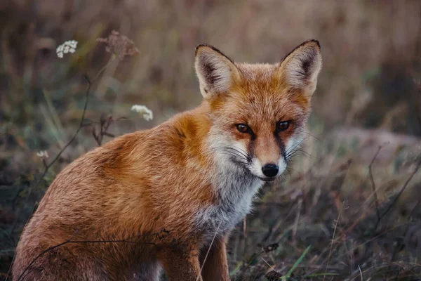 Uitzicht Een Mooie Harige Vos Het Bos — Stockfoto