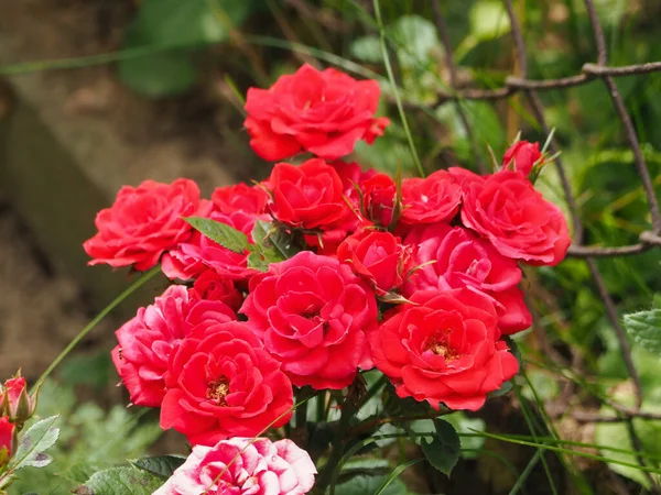 Вибірковий Фокус Вирощування Червоних Троянд Флорибунда — стокове фото