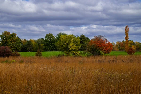 Piękna Jesienna Scena Parku Ikolorowych Opadłych Liści — Zdjęcie stockowe