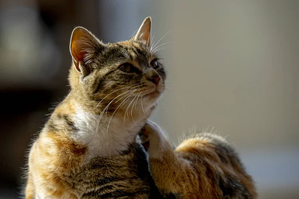 Крупним Планом Дорослий Кіт Подряпає Своє Тіло — стокове фото