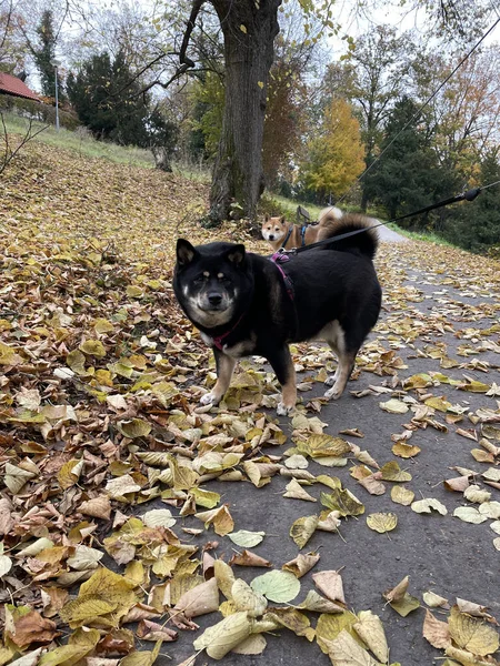 Plan Vertical Chiens Mignons Debout Dans Beau Parc Avec Beaucoup — Photo