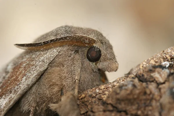 Facial Closeup Pine Tree Lappet Moth Dendrolimus Pini Sitting Wood — Φωτογραφία Αρχείου