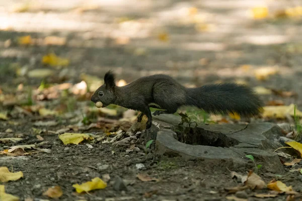 Vacker Bild Ekorre Som Håller Nöt Munnen Och Springer Iväg — Stockfoto