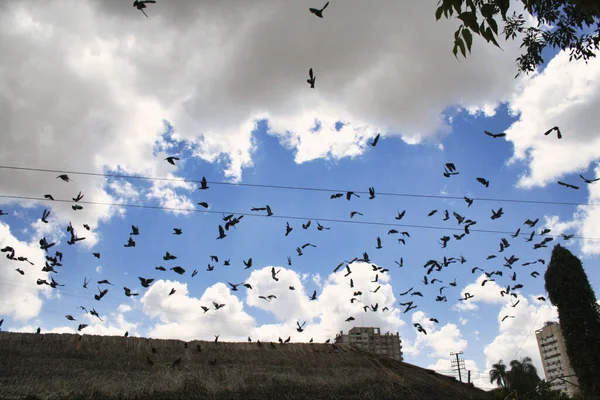 Низькокутний Знімок Зграї Птахів Літають Хмарному Небі — стокове фото