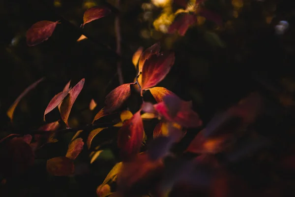 Close Shot Autumn Leaves Dark — Foto Stock
