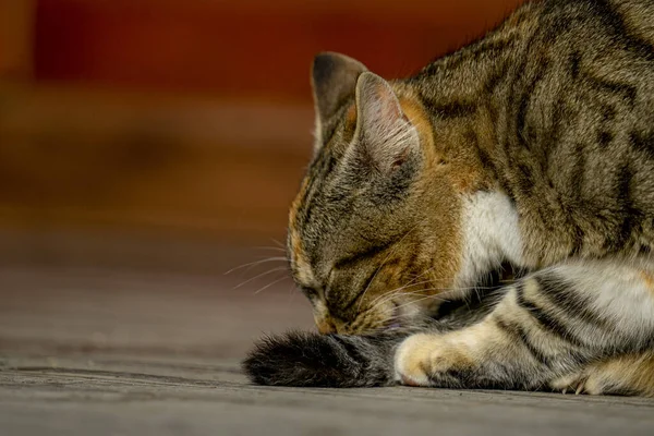 Μια Κοντινή Φωτογραφία Μιας Ενήλικης Γάτας Καθαρίζει Την Ουρά Της — Φωτογραφία Αρχείου