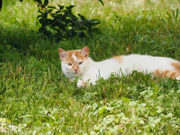 Söt Ingefära Och Vit Katt Vilar Ett Fält — Stockfoto