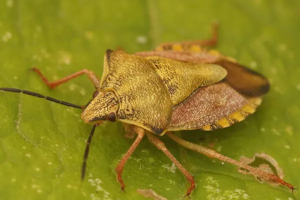 Närbild Mer Färgstarka Men Inte Vanliga Sköld Buggar Carpocoris Fuscipinus — Stockfoto