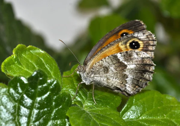 Een Close Shot Van Een Bruine Vlinder Een Blad — Stockfoto