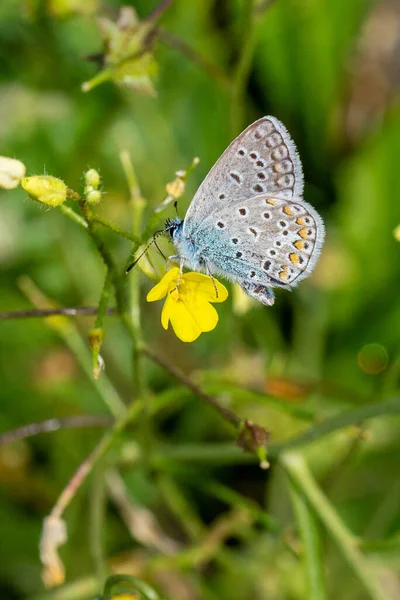 美しい黄色の野花に蝶のクローズアップ — ストック写真