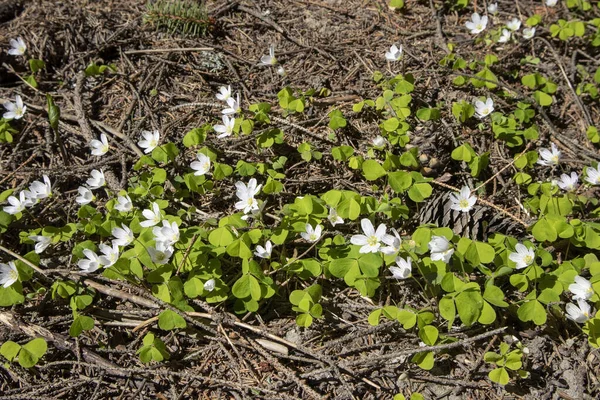 Primer Plano Oxalis Blanco Acetosella Acedera Madera Flores Que Crecen — Foto de Stock