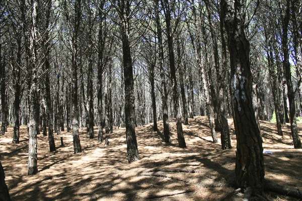 Uma Vista Paisagem Das Árvores Floresta — Fotografia de Stock