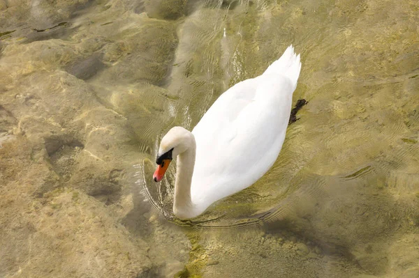 Closeup White Swan Swimming Lake Outdoors — Foto Stock