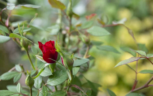 Närbild Röd Ros Gården — Stockfoto