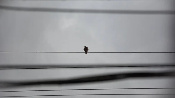 Scenic View Lonely Bird Perched Wire Blurred Sky Background — 스톡 사진