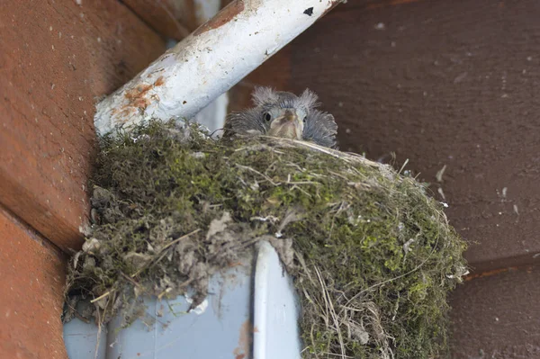 Kleine Grijze Pluizige Vogel Zit Het Nest Buurt Van Witte — Stockfoto