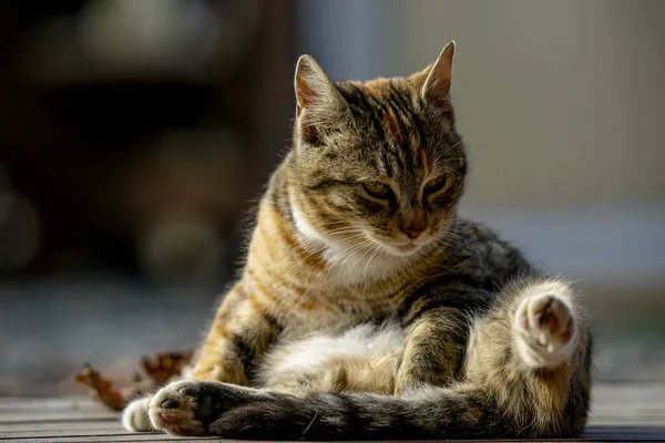 Primo Piano Gatto Adulto Che Pulisce Coda — Foto Stock