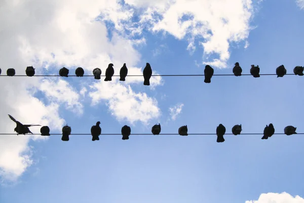 ワイヤーの上に鳥の低角度ショット — ストック写真