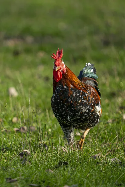 Bir Horozun Sahadaki Dikey Görüntüsü — Stok fotoğraf