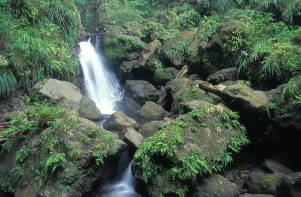 Una Bella Cascata Dominica Indie Occidentali Caraibi — Foto Stock