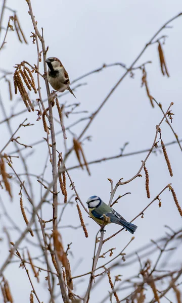 Vertical Shot Great Tit Bird Perched Tree Branch Daylight – stockfoto