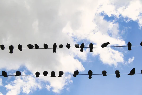 ワイヤーの上に鳥の低角度ショット — ストック写真