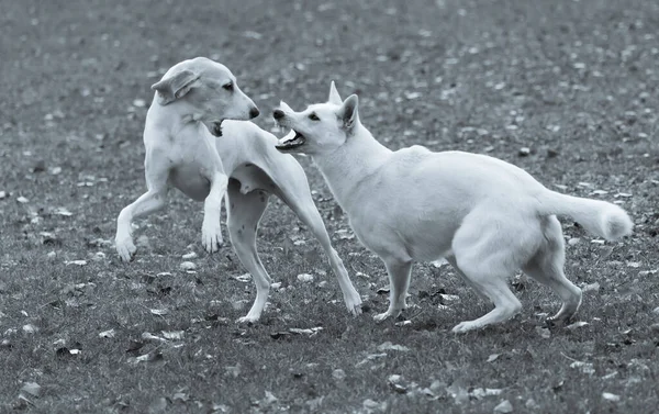 Grayscale Shot Porcelaine Hound Swiss White Shepherd Dogs Playing Meadow —  Fotos de Stock