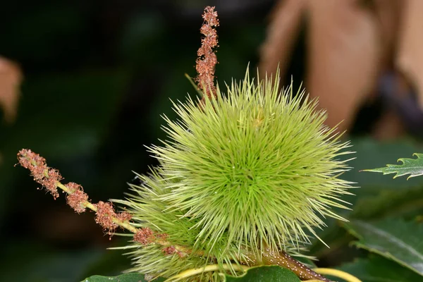 Tiro Foco Seletivo Cachos Castanha Verde Árvore — Fotografia de Stock