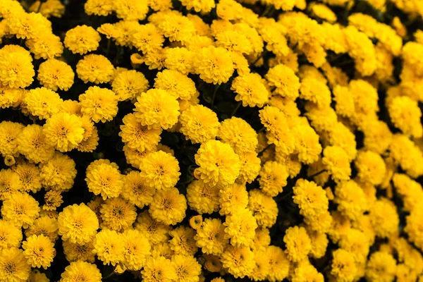 Sfondo Floreale Giallo Con Fiori Crisantemo — Foto Stock