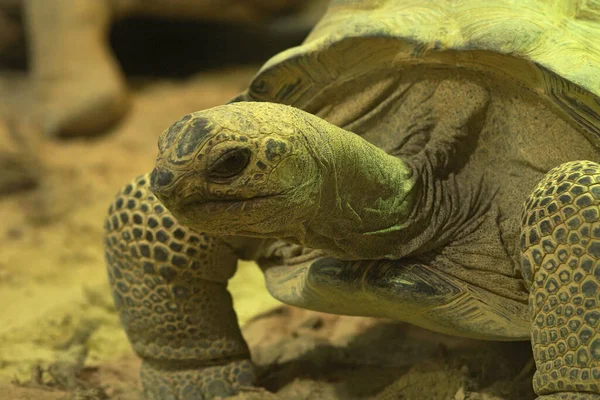 Närbild Den Hotade Aldabra Jätte Sköldpadda Dipsochelys Dussumieri — Stockfoto