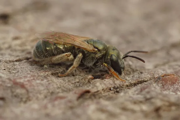 Nahaufnahme Einer Kleinen Grünen Metallischen Solitärbiene Halictus Gemmeus Auf Einem — Stockfoto