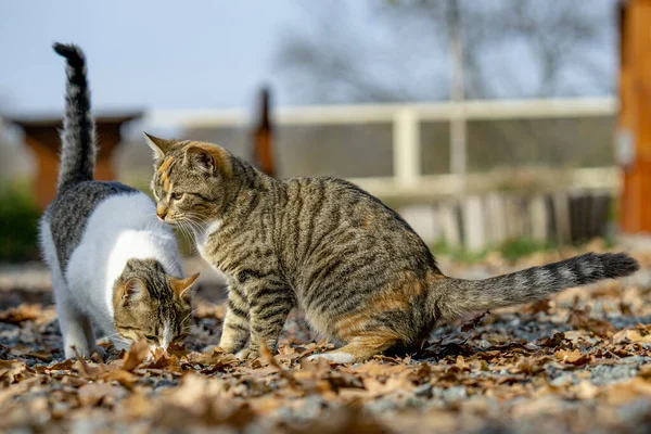 Egy Közeli Felvétel Macskákról Földön Szárított Levelekkel — Stock Fotó