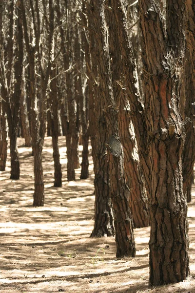 Μια Κάθετη Λήψη Των Δέντρων Του Δάσους — Φωτογραφία Αρχείου