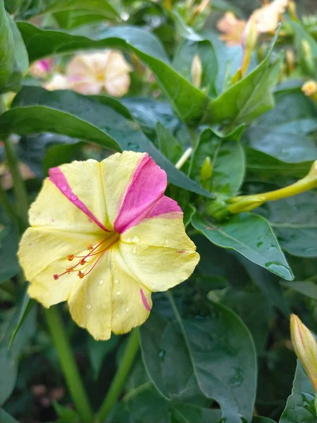 Lindas Flores Chamadas Quatro Relógios Crescidos Jardim — Fotografia de Stock