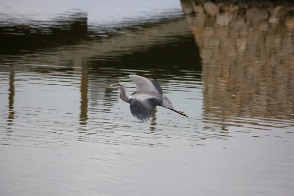 Uma Garça Cinzenta Voando Acima Lago — Fotografia de Stock