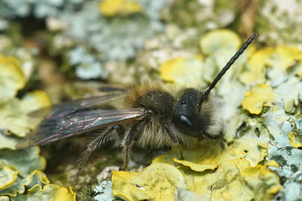 Primer Plano Una Abeja Minera Macho Sallow Andrena Praecox Sentado — Foto de Stock